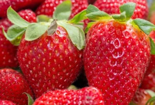 Agriculture: why the gariguette strawberry is threatened with extinction in France