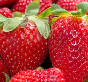 Agriculture: why the gariguette strawberry is threatened with extinction in France