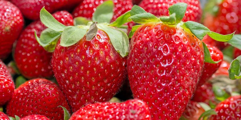 Agriculture: why the gariguette strawberry is threatened with extinction in France